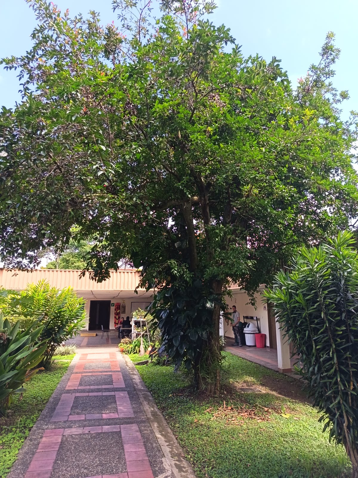 arbol